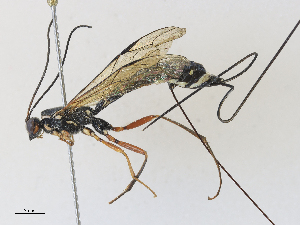  ( - CBG-A27613-C06)  @11 [ ] CreativeCommons - Attribution Share - Alike (2024) CBG Photography Group Centre for Biodiversity Genomics