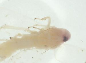  ( - CBG-A28623-F10)  @11 [ ] CreativeCommons - Attribution Share - Alike (2024) Centre for Biodiversity Genomics Centre for Biodiversity Genomics