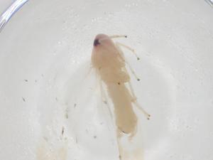  ( - CBG-A28625-E08)  @11 [ ] CreativeCommons - Attribution Share - Alike (2024) Centre for Biodiversity Genomics Centre for Biodiversity Genomics