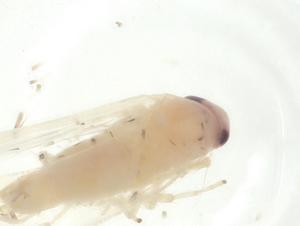  ( - CBG-A28626-H04)  @11 [ ] CreativeCommons - Attribution Share - Alike (2024) Centre for Biodiversity Genomics Centre for Biodiversity Genomics