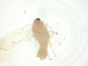  ( - CBG-A28626-H09)  @11 [ ] CreativeCommons - Attribution Share - Alike (2024) Centre for Biodiversity Genomics Centre for Biodiversity Genomics