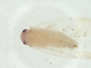  ( - CBG-A28629-F08)  @11 [ ] CreativeCommons - Attribution Share - Alike (2024) Centre for Biodiversity Genomics Centre for Biodiversity Genomics