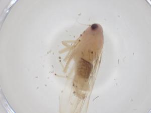  ( - CBG-A28630-F07)  @11 [ ] CreativeCommons - Attribution Share - Alike (2024) Centre for Biodiversity Genomics Centre for Biodiversity Genomics