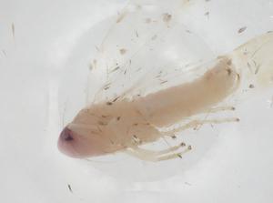  ( - CBG-A28636-D11)  @11 [ ] CreativeCommons - Attribution Share - Alike (2024) Centre for Biodiversity Genomics Centre for Biodiversity Genomics