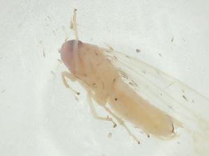  ( - CBG-A28644-F03)  @11 [ ] CreativeCommons - Attribution Share - Alike (2024) Centre for Biodiversity Genomics Centre for Biodiversity Genomics