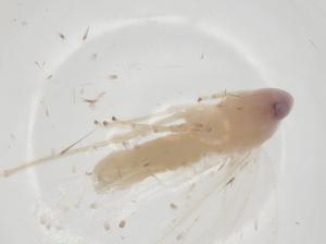  ( - CBG-A28645-G07)  @11 [ ] CreativeCommons - Attribution Share - Alike (2024) Centre for Biodiversity Genomics Centre for Biodiversity Genomics