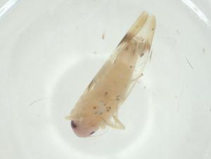  ( - CBG-A30162-C02)  @11 [ ] CreativeCommons - Attribution Share - Alike (2024) Centre for Biodiversity Genomics Centre for Biodiversity Genomics