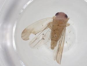  ( - CBG-A30163-F09)  @11 [ ] CreativeCommons - Attribution Share - Alike (2024) Centre for Biodiversity Genomics Centre for Biodiversity Genomics