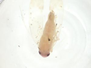  ( - CBG-A30182-H11)  @11 [ ] CreativeCommons - Attribution Share - Alike (2024) Centre for Biodiversity Genomics Centre for Biodiversity Genomics