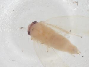  ( - CBG-A30185-B07)  @11 [ ] CreativeCommons - Attribution Share - Alike (2024) Centre for Biodiversity Genomics Centre for Biodiversity Genomics