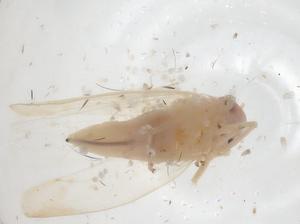  ( - CBG-A30185-H07)  @11 [ ] CreativeCommons - Attribution Share - Alike (2024) Centre for Biodiversity Genomics Centre for Biodiversity Genomics