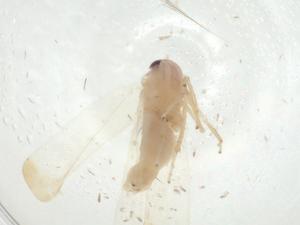  ( - CBG-A30186-C12)  @11 [ ] CreativeCommons - Attribution Share - Alike (2024) Centre for Biodiversity Genomics Centre for Biodiversity Genomics