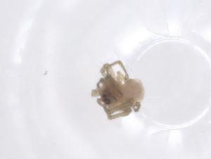  ( - CBG-A66742-H11)  @11 [ ] CreativeCommons - Attribution Share - Alike (2025) Centre for Biodiversity Genomics Centre for Biodiversity Genomics