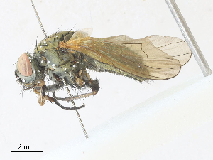  ( - CBG-A30109-F12)  @11 [ ] CreativeCommons - Attribution Share - Alike (2024) CBG Photography Group Centre for Biodiversity Genomics