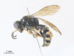  ( - CBG-A30110-D09)  @11 [ ] CreativeCommons - Attribution Share - Alike (2024) CBG Photography Group Centre for Biodiversity Genomics