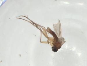  ( - CBG-A30309-E06)  @11 [ ] CreativeCommons - Attribution Share - Alike (2024) Centre for Biodiversity Genomics Centre for Biodiversity Genomics