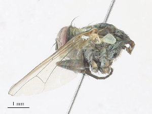  ( - CBG-A30941-G10)  @11 [ ] CreativeCommons - Attribution Share - Alike (2024) CBG Photography Group Centre for Biodiversity Genomics