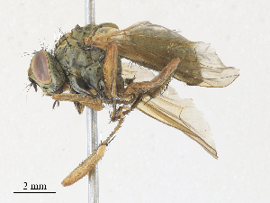  ( - CBG-A30944-A06)  @11 [ ] CreativeCommons - Attribution Share - Alike (2024) CBG Photography Group Centre for Biodiversity Genomics
