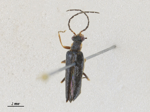  ( - CBG-A27582-C03)  @11 [ ] CreativeCommons - Attribution Share - Alike (2024) CBG Photography Group Centre for Biodiversity Genomics