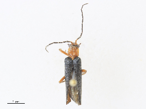  ( - CBG-A27584-B11)  @11 [ ] CreativeCommons - Attribution Share - Alike (2024) CBG Photography Group Centre for Biodiversity Genomics