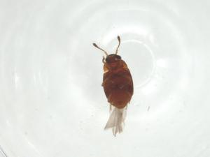  ( - CBG-A29508-G12)  @11 [ ] CreativeCommons - Attribution Share - Alike (2024) Centre for Biodiversity Genomics Centre for Biodiversity Genomics