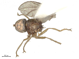  ( - CBG-A29541-A05)  @11 [ ] CreativeCommons - Attribution Share - Alike (2025) CBG Photography Group Centre for Biodiversity Genomics