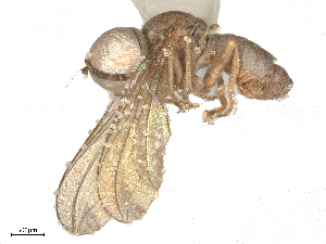  ( - CBG-A29551-C09)  @11 [ ] CreativeCommons - Attribution Share - Alike (2025) CBG Photography Group Centre for Biodiversity Genomics