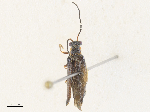  ( - CBG-A30958-B02)  @11 [ ] CreativeCommons - Attribution Share - Alike (2024) CBG Photography Group Centre for Biodiversity Genomics