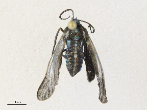  ( - CBG-A30092-A05)  @11 [ ] CreativeCommons - Attribution Share - Alike (2024) CBG Photography Group Centre for Biodiversity Genomics