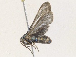  ( - CBG-A30092-D02)  @11 [ ] CreativeCommons - Attribution Share - Alike (2024) CBG Photography Group Centre for Biodiversity Genomics