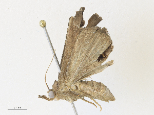  ( - CBG-A30093-D06)  @11 [ ] CreativeCommons - Attribution Share - Alike (2024) CBG Photography Group Centre for Biodiversity Genomics