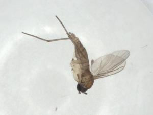  ( - CBG-A31943-B06)  @11 [ ] CreativeCommons - Attribution Share - Alike (2024) Centre for Biodiversity Genomics Centre for Biodiversity Genomics