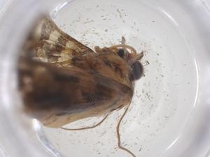  ( - CBG-A50948-B08)  @11 [ ] CreativeCommons - Attribution Share - Alike (2024) Centre for Biodiversity Genomics Centre for Biodiversity Genomics