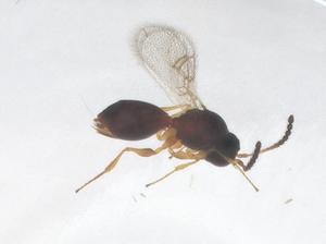  ( - CBG-A50950-A01)  @11 [ ] CreativeCommons - Attribution Share - Alike (2024) Centre for Biodiversity Genomics Centre for Biodiversity Genomics