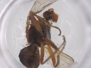  (Coilometopia - CBG-A50959-A07)  @11 [ ] CreativeCommons - Attribution Share - Alike (2024) Centre for Biodiversity Genomics Centre for Biodiversity Genomics