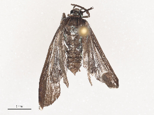  ( - CBG-A51849-A08)  @11 [ ] CreativeCommons - Attribution Share - Alike (2024) CBG Photography Group Centre for Biodiversity Genomics