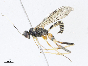  (Eugalta - BIOUG95285-C11)  @11 [ ] CreativeCommons - Attribution Share - Alike (2023) CBG Photography Group Centre for Biodiversity Genomics