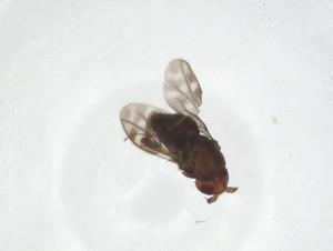  (Pseudopterogramma - CBG-A12971-C03)  @11 [ ] CreativeCommons - Attribution Share - Alike (2023) Centre for Biodiversity Genomics Centre for Biodiversity Genomics