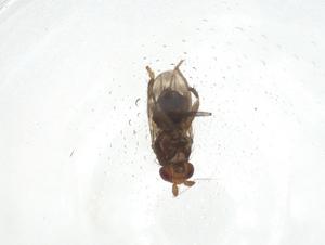 (Pseudopterogramma - CBG-A12977-E01)  @11 [ ] CreativeCommons - Attribution Share - Alike (2023) Centre for Biodiversity Genomics Centre for Biodiversity Genomics