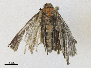  ( - CBG-A30988-F03)  @11 [ ] CreativeCommons - Attribution Share - Alike (2024) CBG Photography Group Centre for Biodiversity Genomics