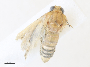  ( - CBG-A31789-C10)  @11 [ ] CreativeCommons - Attribution Share - Alike (2024) CBG Photography Group Centre for Biodiversity Genomics