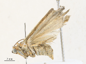  ( - CBG-A31790-C01)  @11 [ ] CreativeCommons - Attribution Share - Alike (2024) CBG Photography Group Centre for Biodiversity Genomics