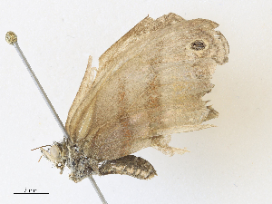  ( - CBG-A31790-D07)  @11 [ ] CreativeCommons - Attribution Share - Alike (2024) CBG Photography Group Centre for Biodiversity Genomics