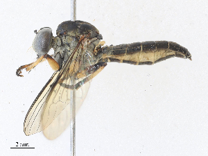  ( - CBG-A31790-D11)  @11 [ ] CreativeCommons - Attribution Share - Alike (2024) CBG Photography Group Centre for Biodiversity Genomics