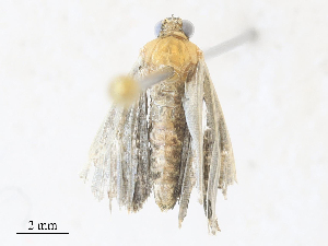  ( - CBG-A31805-B12)  @11 [ ] CreativeCommons - Attribution Share - Alike (2024) CBG Photography Group Centre for Biodiversity Genomics