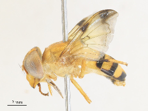  ( - CBG-A31805-G09)  @11 [ ] CreativeCommons - Attribution Share - Alike (2024) CBG Photography Group Centre for Biodiversity Genomics