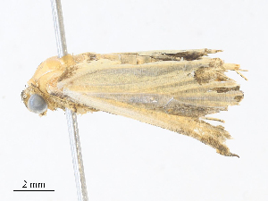  ( - CBG-A31805-G12)  @11 [ ] CreativeCommons - Attribution Share - Alike (2024) CBG Photography Group Centre for Biodiversity Genomics