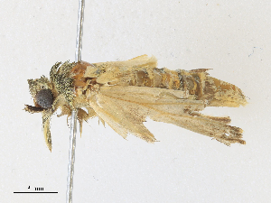  ( - CBG-A31806-F07)  @11 [ ] CreativeCommons - Attribution Share - Alike (2024) CBG Photography Group Centre for Biodiversity Genomics