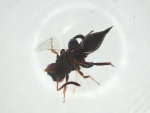  ( - CBG-A31961-E12)  @11 [ ] CreativeCommons - Attribution Share - Alike (2024) Centre for Biodiversity Genomics Centre for Biodiversity Genomics