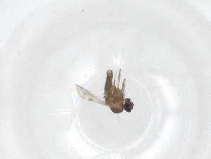  ( - CBG-A32277-H06)  @11 [ ] CreativeCommons - Attribution Share - Alike (2024) Centre for Biodiversity Genomics Centre for Biodiversity Genomics